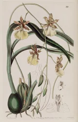 Oncidium graminifolium（同種のCyrtochilum filipesとして）